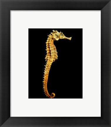 Framed Art Seahorse Skeleton Macro Wall Decor 18x24 Artwork