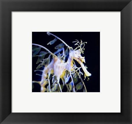 Framed Art Seahorse Photograph Wall Decor 18x24 Artwork