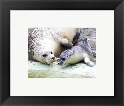 Framed Art Seals at Antwerp Zoo Wall Decor 18x24 Artwork