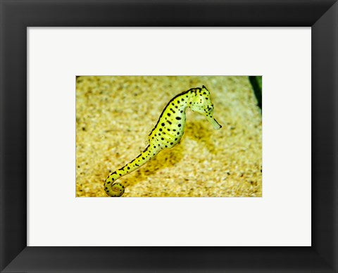 Framed Art Sea Horse Wall Decor 18x24 Artwork