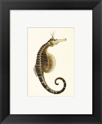 Framed Art Sketchbook of Fishes, Pot Bellied Seahorse Wall Decor 18x24 Artwork