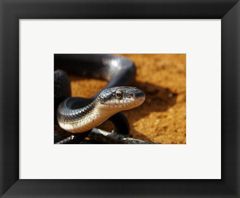 Framed Art Sunlit Snake Wall Decor 18x24 Artwork