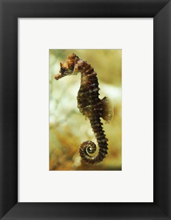 Framed Art Tan Seahorse Wall Decor 18x24 Artwork