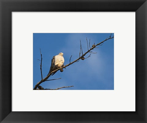 Framed Art The Dove Above Wall Decor 18x24 Artwork