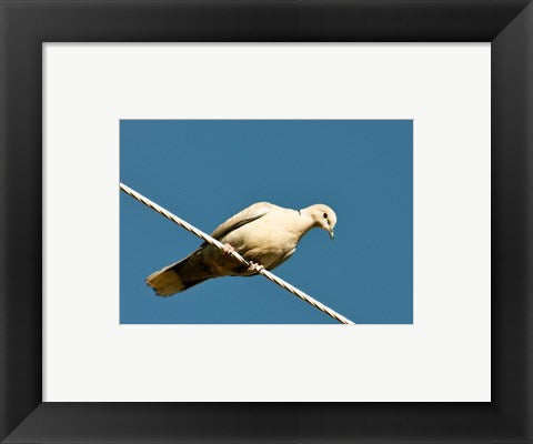 Framed Art The Early Evening Eurasian Collared Dove Wall Decor 18x24 Artwork