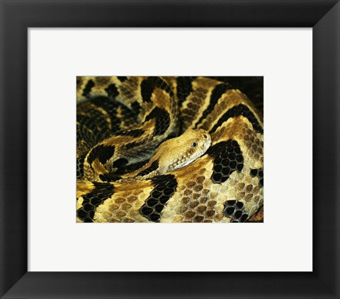 Framed Art Timber Rattlesnake Wall Decor 18x24 Artwork