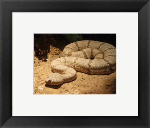 Framed Art Viper photograph Wall Decor 18x24 Artwork