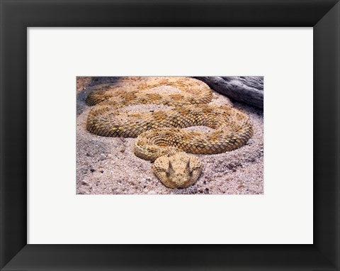 Framed Art Viper Wall Decor 18x24 Artwork
