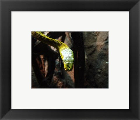 Framed Art Western Green Mamba Wall Decor 18x24 Artwork