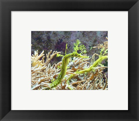 Framed Art Wilhelma Grne Seepferdchen Wall Decor 18x24 Artwork