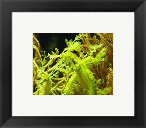 Framed Art Wilhelma Grne Seepferdchen - up close Wall Decor 18x24 Artwork