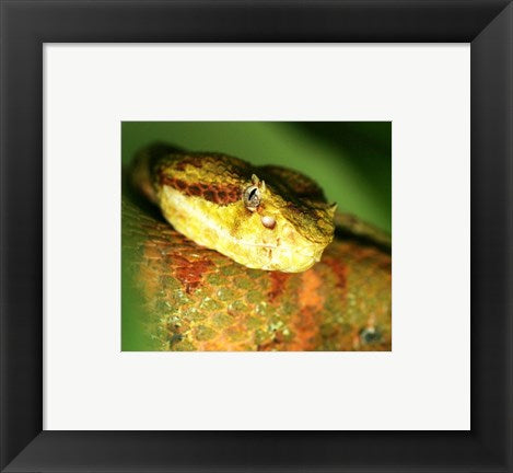 Framed Art Yellow Eyelash Viper up close Wall Decor 18x24 Artwork