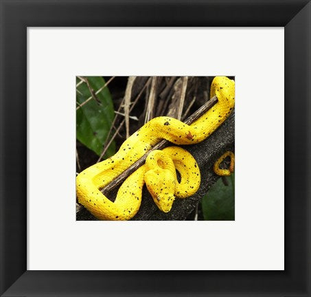 Framed Art Yellow Eyelash Viper Wall Decor 18x24 Artwork