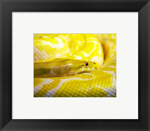 Framed Art Yellow Python Wall Decor 18x24 Artwork