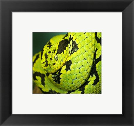 Framed Art Yellow Blotched Palm Viper Wall Decor 18x24 Artwork