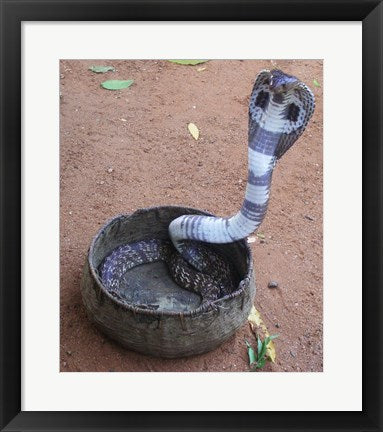 Framed Art Indian Cobra Wall Decor 18x24 Artwork