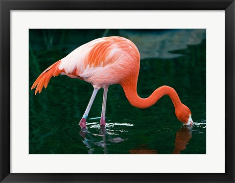 Framed Art Pink Flamingo In River Wall Decor 18x24 Artwork