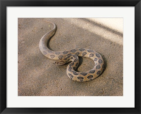 Framed Art Russels Viper Wall Decor 18x24 Artwork
