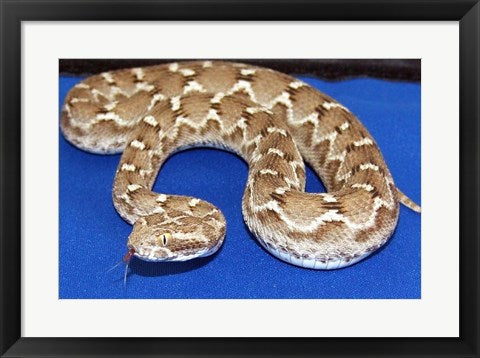 Framed Art Saw Scaled Viper Wall Decor 18x24 Artwork