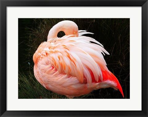 Framed Art Sleeping Flamingo Wall Decor 18x24 Artwork