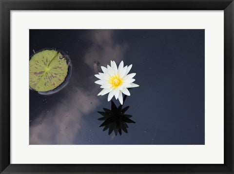 Framed Art Lotus Yin-Yang by Delaney Flanders Wall Decor 18x24 Artwork