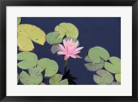 Framed Art The Lotus Eaters I by Delaney Flanders Wall Decor 18x24 Artwork