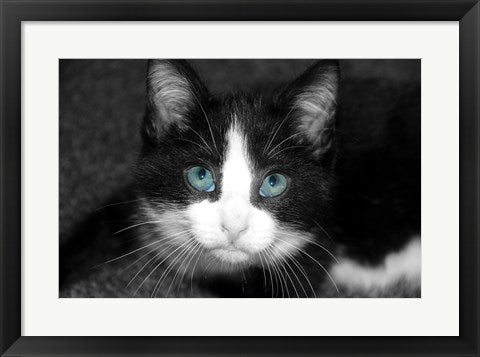 Framed Art Frame Art Curiosity Teased the Cat by Delaney Flanders Wall Decor 18x24 Artwork