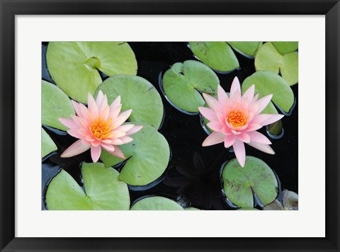 Framed Art The Lotus Eaters II by Delaney Flanders Wall Decor 18x24 Artwork