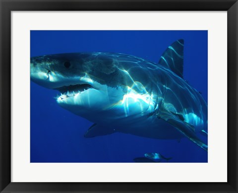 Framed Art Greatwhite Wall Decor 18x24 Artwork