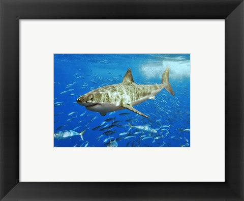 Framed Art White Shark Wall Decor 18x24 Artwork