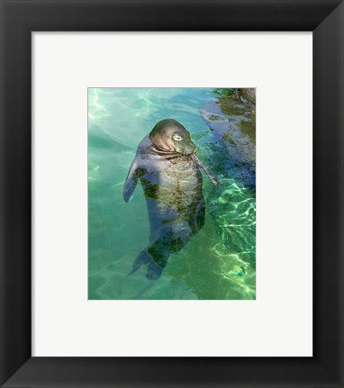 Framed Art Hawaiian Monk Seal Wall Decor 18x24 Artwork