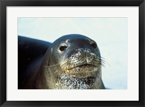 Framed Art Monk Seal Wall Decor 18x24 Artwork