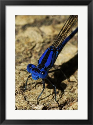 Framed Art Springwater Dragonfly Wall Decor 18x24 Artwork
