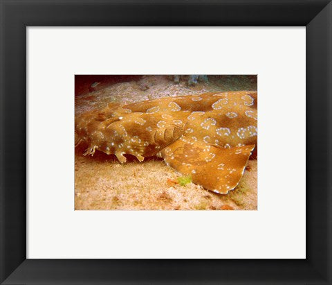 Framed Art Wobbegong Shark Wall Decor 18x24 Artwork