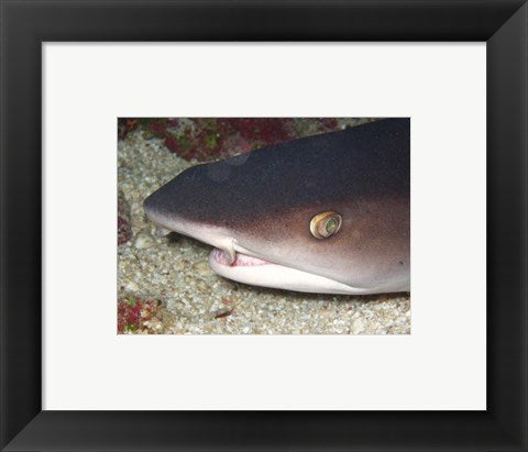 Framed Art Whitetip Reef Shark Head Wall Decor 18x24 Artwork