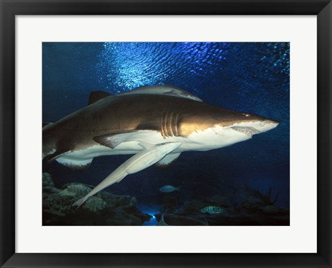 Framed Art Inside Aquarium Tunnel Viewing Sharks Wall Decor 18x24 Artwork