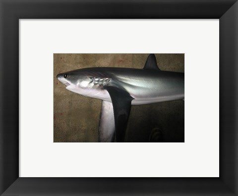 Thresher Shark