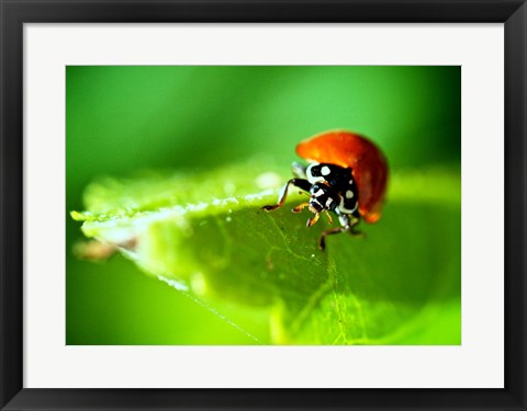 Framed Art Anderson Mancini Ladybug Wall Decor 18x24 Artwork