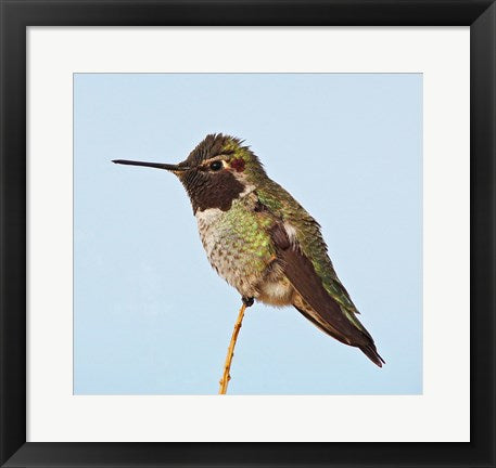 Framed Art Anna's Hummingbird Framed Art for your Home Wall Decor 18x24 Artwork