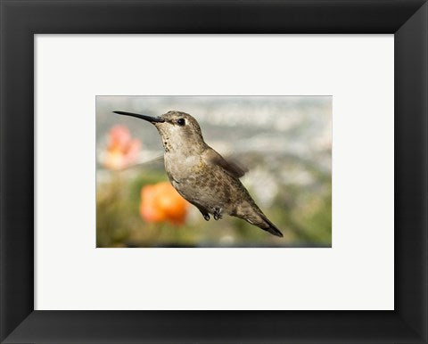 Framed Art Anna's Hummingbird Hen Framed Art for your Home Wall Decor 18x24 Artwork
