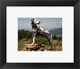 Dalmation