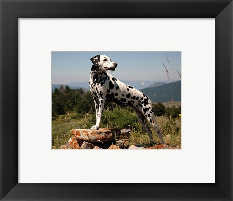 Framed Art Dalmation Framed Art for your Home Wall Decor 18x24 Artwork