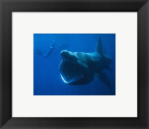Framed Art Basking Shark Framed Art for your Home Wall Decor 18x24 Artwork