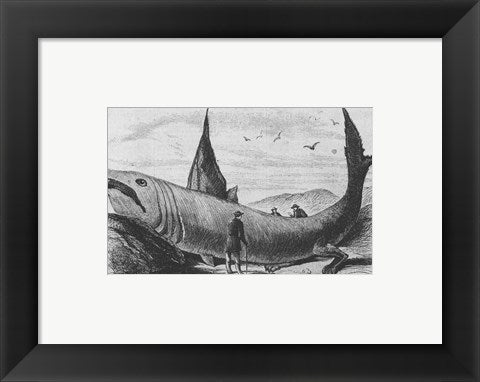 Framed Art Frame Art Basking Shark Harper's Weekly October 24, 1868 Wall Decor 18x24 Artwork