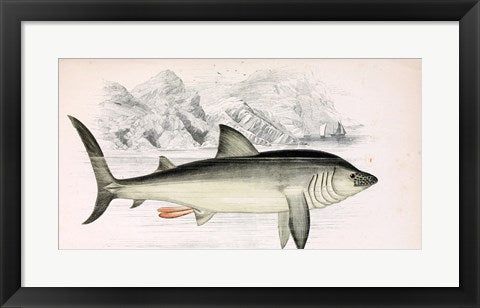 Framed Art Basking Shark Jonathan Couch Wall Decor 18x24 Artwork