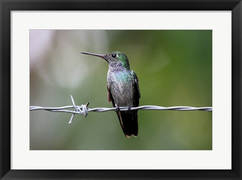 Framed Art Blue-Chested Hummingbird Wall Decor 18x24 Artwork