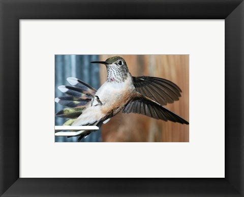 Framed Art Frame Art Broad-tailed Hummingbird Female Landing at Feeder Wall Decor 18x24 Artwork