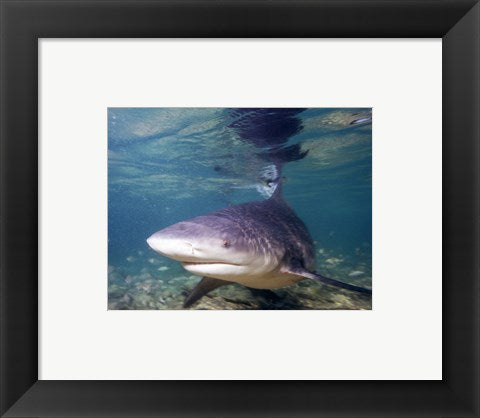 Framed Art Bull shark Framed Art for your Home Wall Decor 18x24 Artwork
