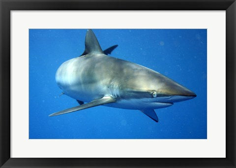 Framed Art Carcharhinus Falciformis off Cuba Wall Decor 18x24 Artwork