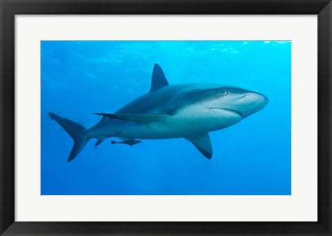 Framed Art Carribbean Reef Shark Framed Art for your Home Wall Decor 18x24 Artwork